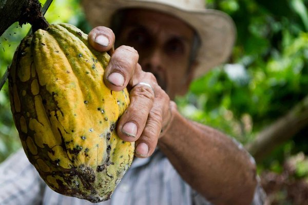 Comment organiser une croisière qui inclut des visites des plantations de cacao en Afrique?